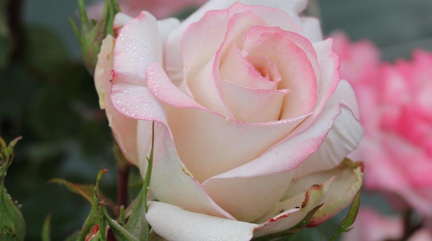 Endless Love ABA 60th Anniversary rose