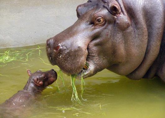 Mother and baby hippo