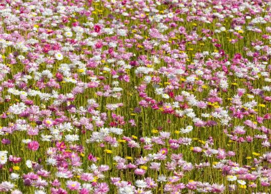 Paper daisies
