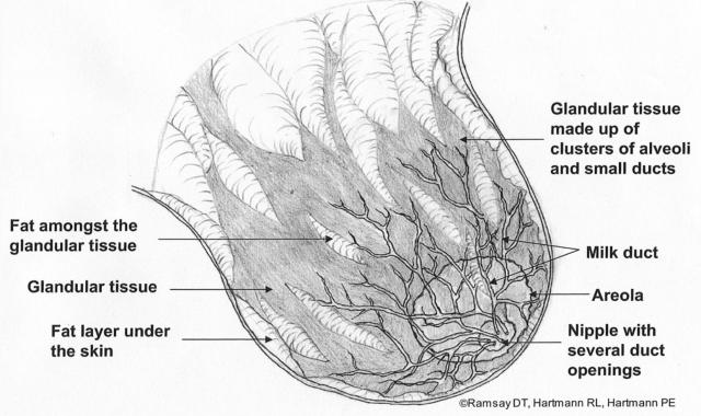 Structure of breast 2